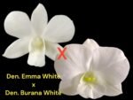 Dendrobium Emma White x Den. Burana White (3.5” pot)