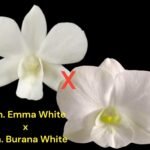 Dendrobium Emma White x Den. Burana White (3.5” pot)
