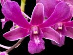 Dendrobium Red Dawn (3.5” pot)