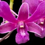 Dendrobium Red Dawn (3.5” pot)