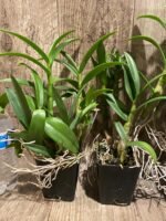 Dendrobium Red Dawn (3.5” pot) - Image 4