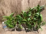 Dendrobium Red Dawn (3.5” pot) - Image 6