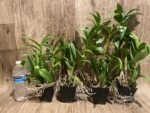Dendrobium Red Dawn (3.5” pot) - Image 3