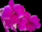 Dendrobium Sarah Beauty (3.5” pot)