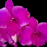 Dendrobium Sarah Beauty (3.5” pot)
