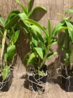 Dendrobium Sarah Beauty (3.5” pot) - Image 6