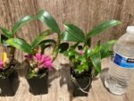 Dendrobium Hibiki (bracteosum x laevifolium) (2” pot) - Image 5