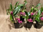 Dendrobium Hibiki (bracteosum x laevifolium) (2” pot) - Image 7