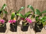 Dendrobium Hibiki (bracteosum x laevifolium) (2” pot) - Image 9