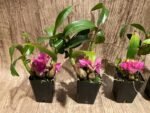 Dendrobium Hibiki (bracteosum x laevifolium) (2” pot) - Image 8