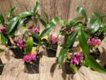 Dendrobium Hibiki (bracteosum x laevifolium) (2” pot) - Image 2