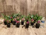 Dendrobium Hibiki (bracteosum x laevifolium) (2” pot) - Image 12