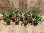 Dendrobium Hibiki (bracteosum x laevifolium) (2” pot) - Image 13