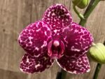 In Spike Phalaenopsis Lioulin Wild Cat (4.5" Pot) - Image 3