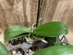 In Spike Phalaenopsis Lioulin Wild Cat (4.5" Pot) - Image 12