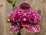 In Spike Phalaenopsis Lioulin Wild Cat (4.5" Pot) - Image 4