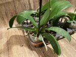 In Spike Phalaenopsis Lioulin Wild Cat (4.5" Pot) - Image 13
