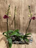 In Spike Phalaenopsis Lioulin Wild Cat (4.5" Pot) - Image 7