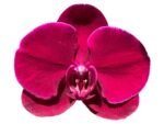 In Spike Phalaenopsis OX Black Face (4.5" Pot) - Image 2