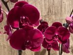 In Spike Phalaenopsis OX Black Face (4.5" Pot) - Image 5