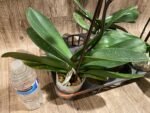 In Spike Phalaenopsis OX Black Face (4.5" Pot) - Image 13