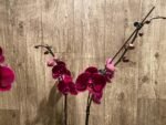 In Spike Phalaenopsis OX Black Face (4.5" Pot) - Image 7