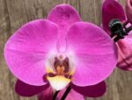Tall Spikes 40” Phalaenopsis Purple Dust (4" Pot) - Image 5