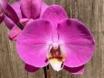 Tall Spikes 40” Phalaenopsis Purple Dust (4" Pot) - Image 6
