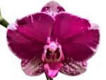 Tall Spike Phalaenopsis Fuller Pretty Girl (4.5" Pot) - Image 2