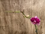Tall Spike Phalaenopsis Fuller Pretty Girl (4.5" Pot) - Image 4