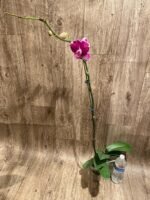 Tall Spike Phalaenopsis Fuller Pretty Girl (4.5" Pot) - Image 5