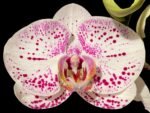 Tall Spike Phalaenopsis Expression (4.5" Pot) - Image 2