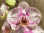 Tall Spike Phalaenopsis Expression (4.5" Pot) - Image 3