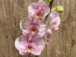 Tall Spike Phalaenopsis Expression (4.5" Pot) - Image 6