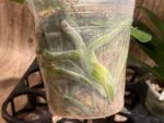 Tall Spike Phalaenopsis Expression (4.5" Pot) - Image 14