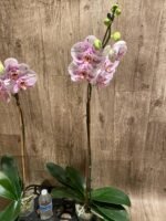 Tall Spike Phalaenopsis Expression (4.5" Pot) - Image 9