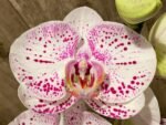 Tall Spike Phalaenopsis Expression (4.5" Pot) - Image 4