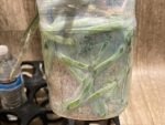 Tall Spike Phalaenopsis Expression (4.5" Pot) - Image 15