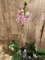 Tall Spike Phalaenopsis Expression (4.5" Pot) - Image 10