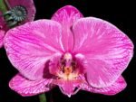 Very Rare In Spike Phalaenopsis Hybrid (4.5" Pot)