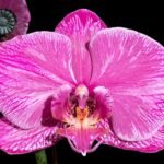 Very Rare In Spike Phalaenopsis Hybrid (4.5" Pot)