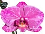 Very Rare In Spike Phalaenopsis Hybrid (4.5" Pot) - Image 2