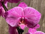 Very Rare In Spike Phalaenopsis Hybrid (4.5" Pot) - Image 4