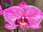 Very Rare In Spike Phalaenopsis Hybrid (4.5" Pot) - Image 5