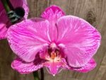 Very Rare In Spike Phalaenopsis Hybrid (4.5" Pot) - Image 7