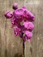 Very Rare In Spike Phalaenopsis Hybrid (4.5" Pot) - Image 8