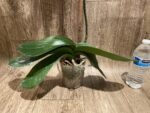 Very Rare In Spike Phalaenopsis Hybrid (4.5" Pot) - Image 14