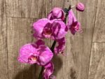Very Rare In Spike Phalaenopsis Hybrid (4.5" Pot) - Image 9