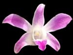 Dendrobium Caesar 4N (3.5” pot) - Image 2