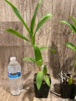 Dendrobium Caesar 4N (3.5” pot) - Image 6